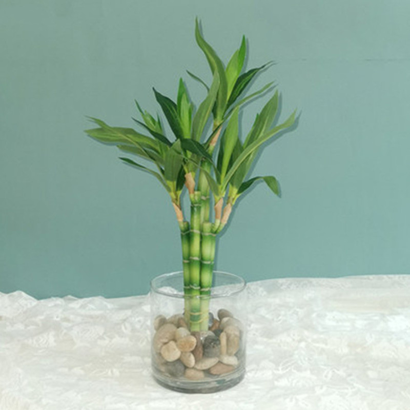 Aquarium Fish Buy - ใหม่ 40 ซม.rFtificial Lucky ไม้ไผ่ Succulent