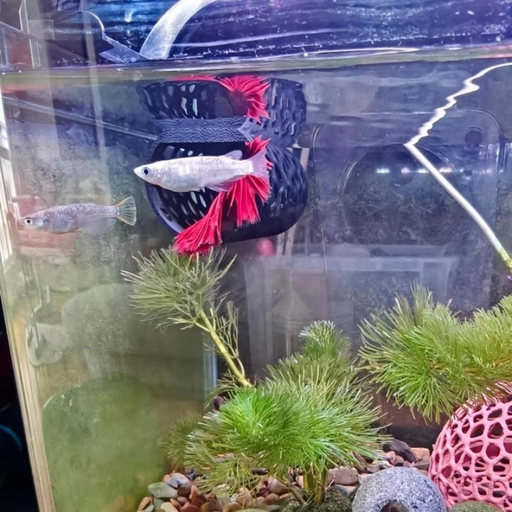 อุโมงค์ตู้ปลา ที่หลบซ่อนสำหรับ - Aquarium Fish Games บทวิจารณ์และราคา